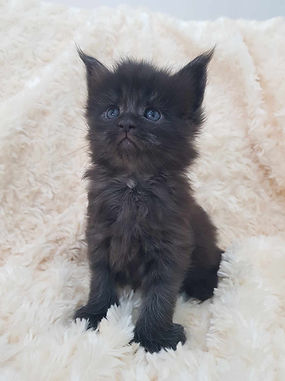 chaton mâle maine coon black smoke polydactile agé de 1 mois