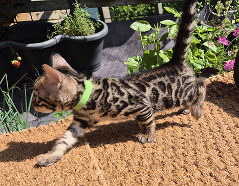 Chaton Bengal Brown né le 7 juin 2026, grandes rosettes contrastées, pelage brillant, avance, tel un félin sauvage sur un plaid, regard doux et affectueux.