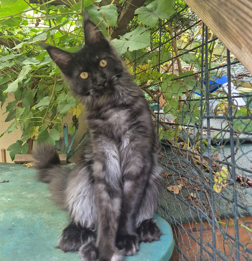 Vulcain PP Maine Coon black smoke polydactyle des quatre pattes