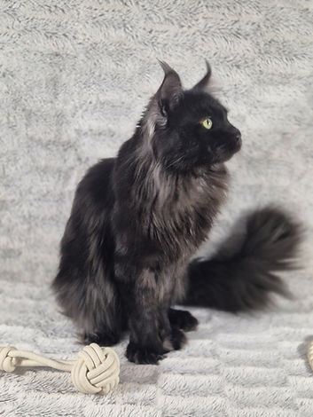 male maine coon black smoke polydactyle