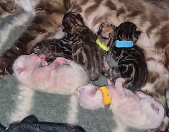 portée de bengal brown et seal tabby point porteurs apb nés le 4 aout 2026
