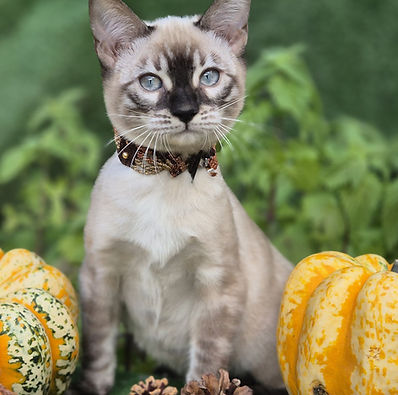 Angelin chaton mâle bengal snow lynx double apb