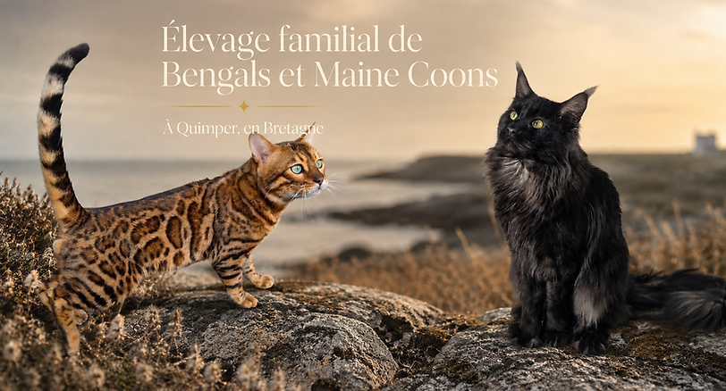 Talasio, chat Bengal brown à rosettes, et Vulcain, Maine Coon noir, de la chatterie Diouzh Ti ar Steredenn à Quimper en Bretagne.
