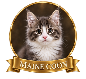 Portrait d'un chaton Maine Coon de l'élevage Ti ar Steredenn