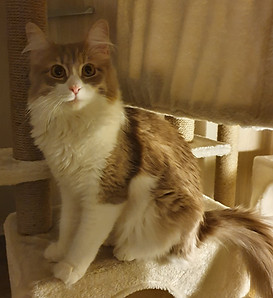 Plume pose