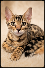 bahia, femelle Bengal Brown Apb
