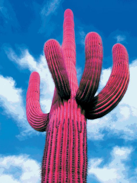 ¿Por qué ser una Mexicana de Rosa ?