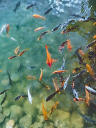 Page ponds -.jpg