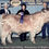 Thumbnail: HHH Lani (63502) x Top Gun I of Mapleview (ET,t,D) (31286) (Heifer Sexed)