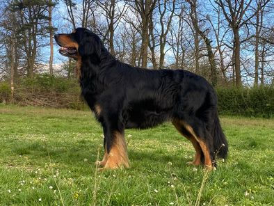 Marlow von Acro Bado