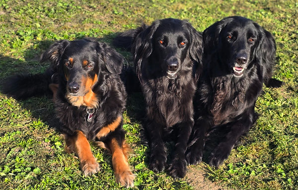 Ivy, Andra und Meggie