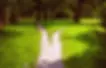 divergence-paths-park-600nw-1013778121.webp