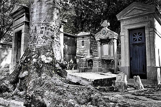 wixArbre-mort-lachaise.jpg