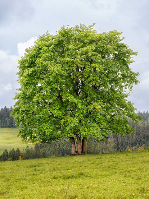 Portfolio Pascal Stinflin