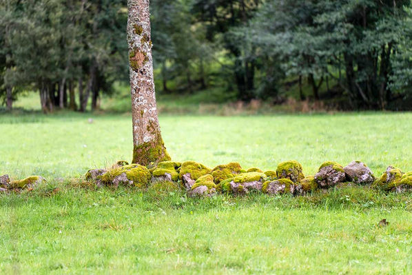 Portraits d'Arbres
