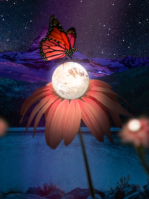 Pollinating the Moonflower