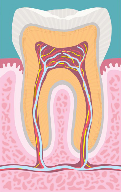 cartoon anatomy of a tooth