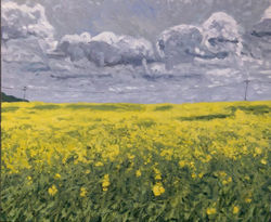 Rapeseed Newhall 2015
