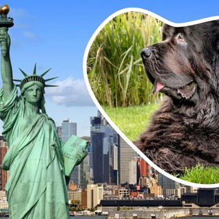 Tiene NY problema de aumento de heces de perros