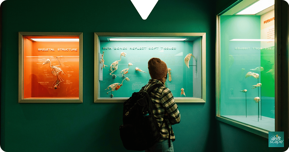 Boy with backpack views colorful museum displays of bird skeletons labeled Skeletal Structure and How Bones Reflect Soft Tissues