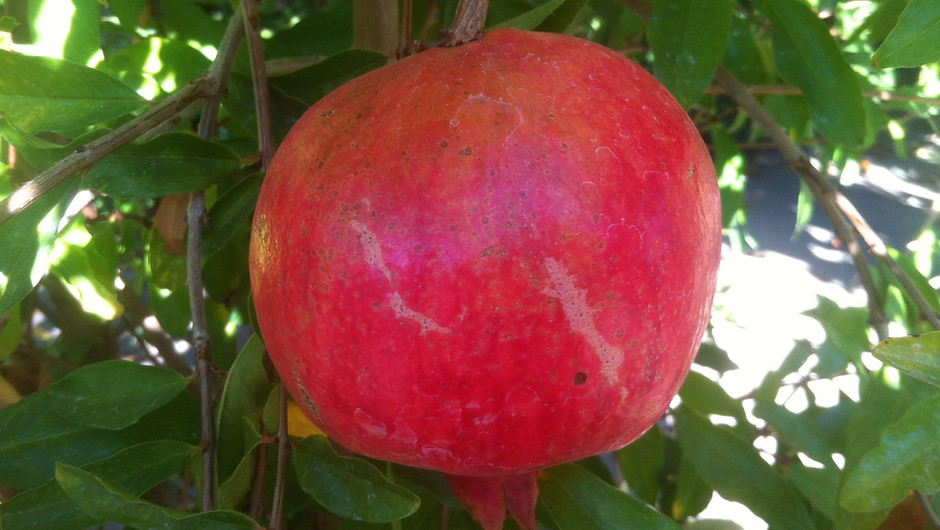 Pomegranate.JPG