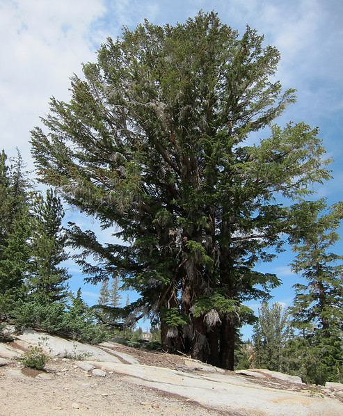 Mountain hemlock, Tsuga mertensiana, Yosemite National Park