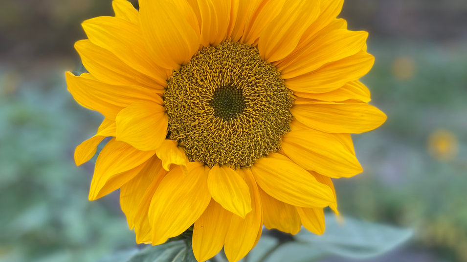 Close-up view of a blooming sunflower in a farm field.