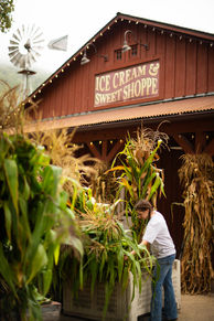 Tall corn stalk displays decorating Avila Valley Barn during autumn pumpkin season.