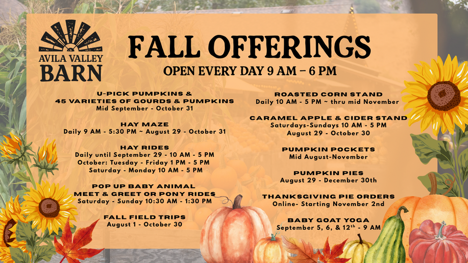 Seasonal pumpkin patch
