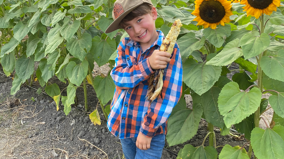 Boy walking through a sunflower field at Avila Valley Barn.