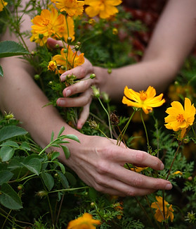 yellow_cosmos_hands.jpg
