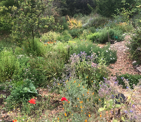medicinegarden_june24.HEIC