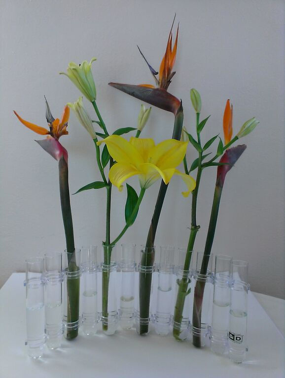 Test Tube Vase