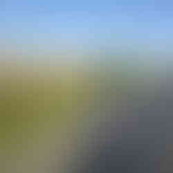 Balearic Breakfast Family member Jonathan the rural goose