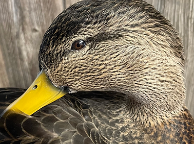 Full Circle Waterfowl