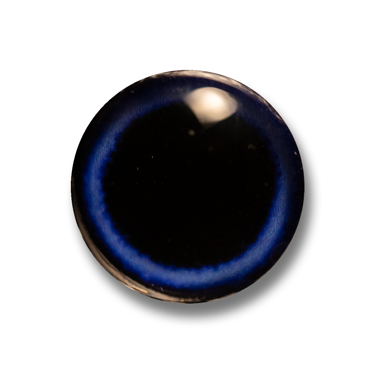 True Eye-Spectacled Eider