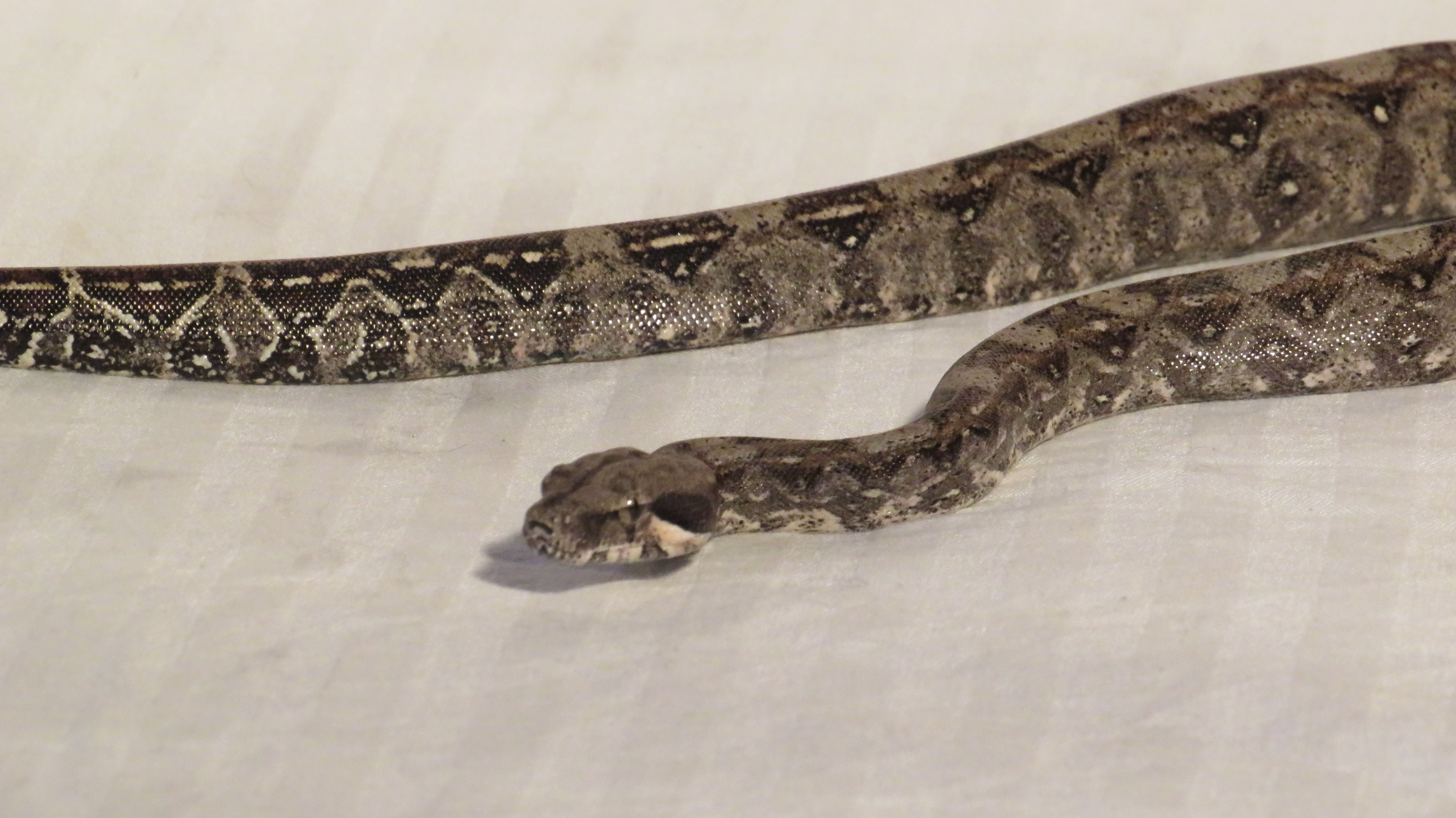 Het. Lipstick Albino Red Tails