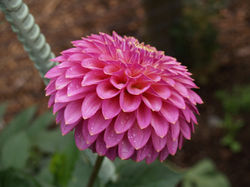 Skipley Spot of Gold