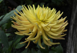 hollyhill spice it up