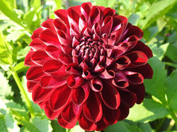 Bowser John Neill (3)