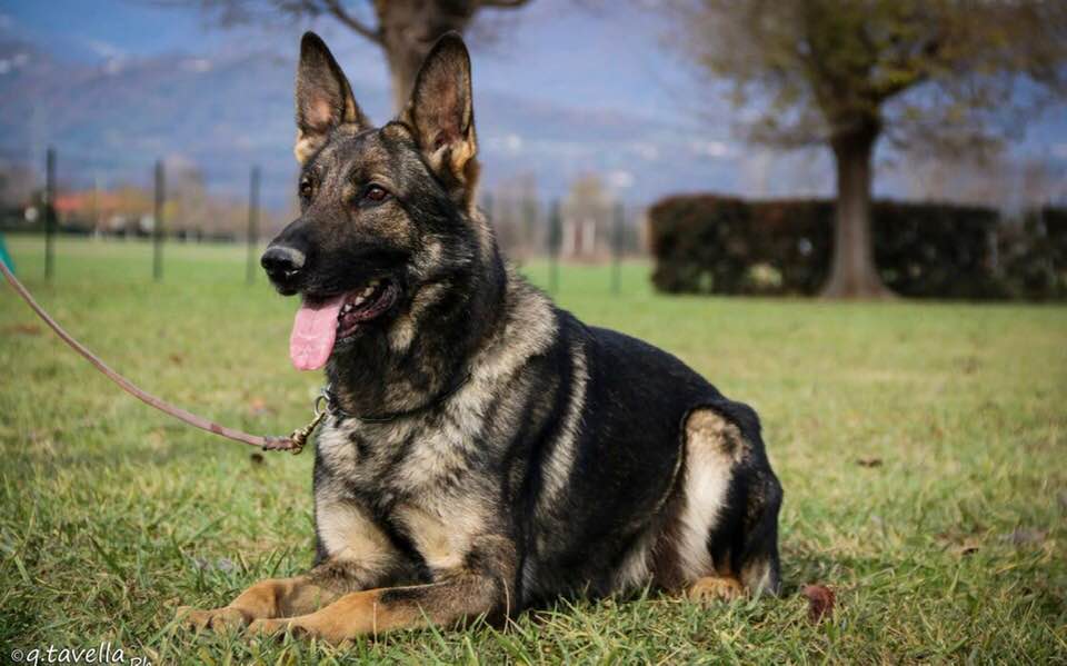 Risultati Dei Ns Cani Della Decima Mas