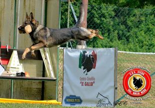 Risultati Dei Ns Cani Della Decima Mas