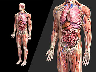 Osteopatia Visceral 3.jpg