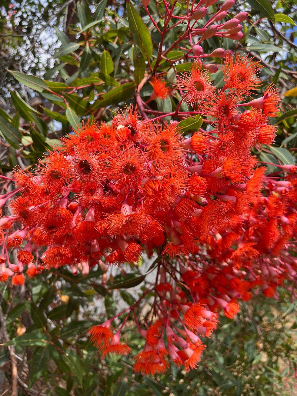 Using flowers to make wine