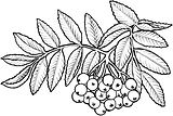 RTT Graphics (handdrawn enhanced) Yarn W