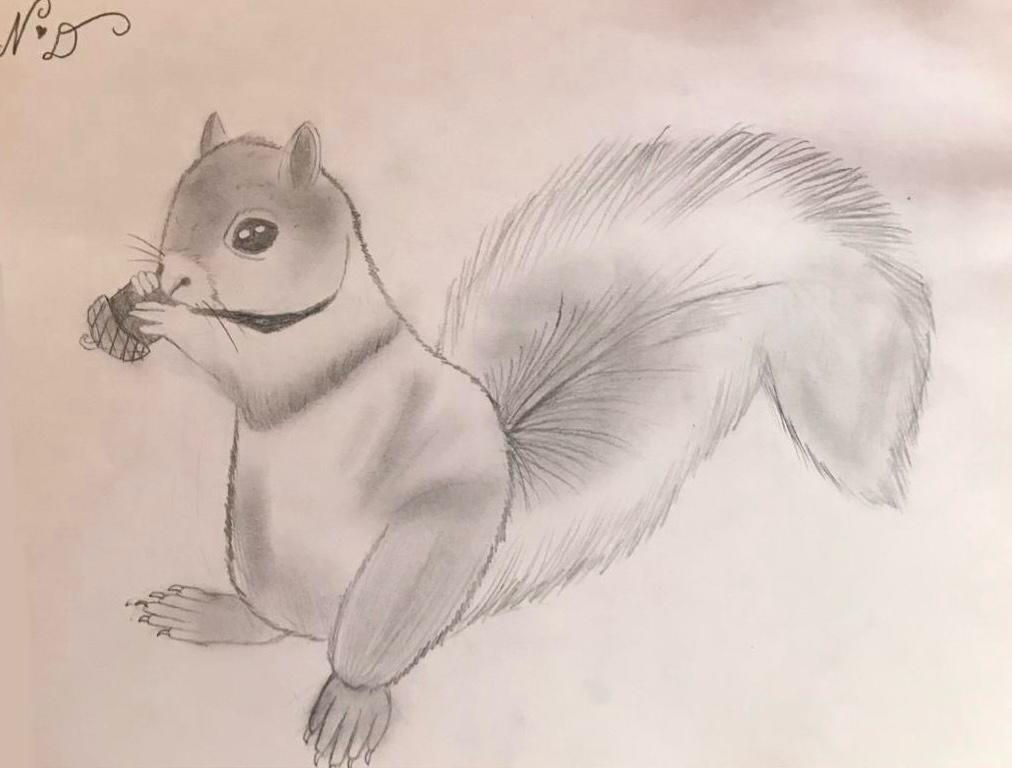 Squirrel