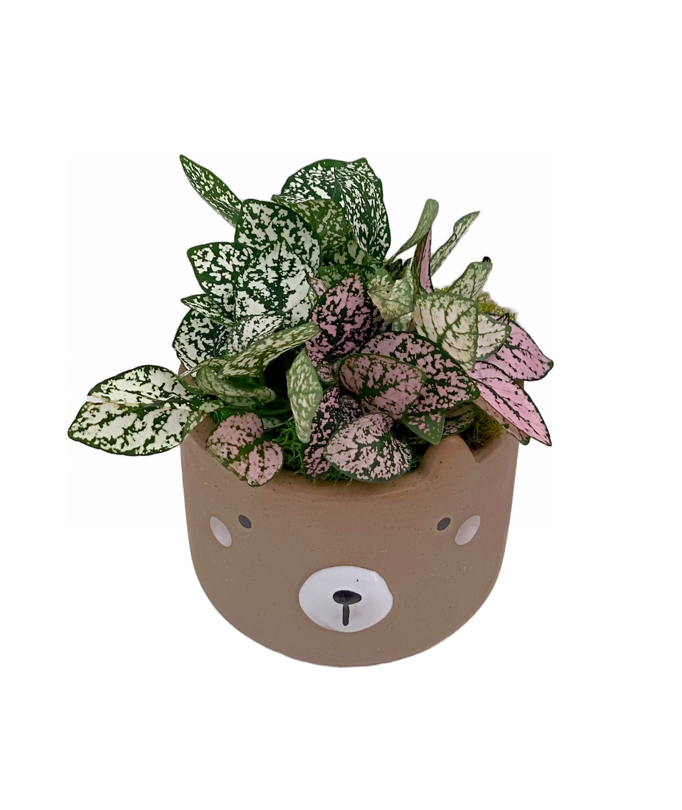 Thumbnail: #30 Brown Bear