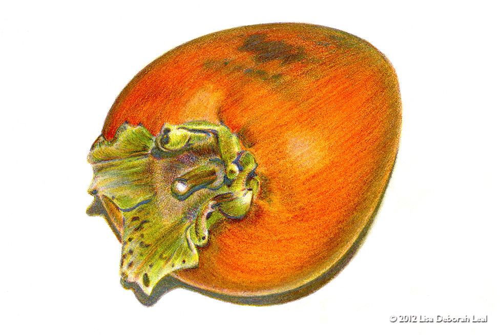 Persimmon