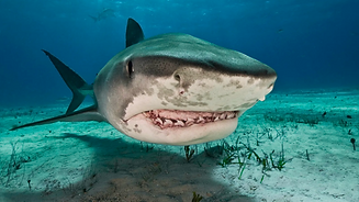 Shark.png