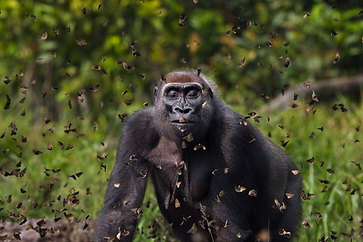 Gorilla.png